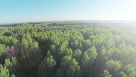 aerial view of a forest with a village