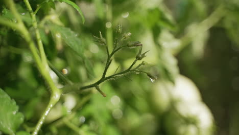 water drops off the stems of a tomato plant after either rainfall or watering