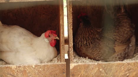 poultry in cages looking at the camera