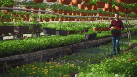 gardener carrying fresh flower seedlings in greenhouse