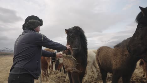 hombre de mediana edad ofrece ofrece comida a caballo en icleand