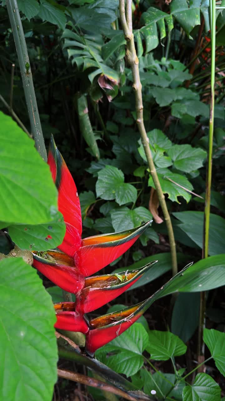 Brattee rosse del fiore di Heliconia che raccolgono acqua nella giungla tropicale. Vista laterale di fiori tropicali di Heliconia rossi contenenti acqua in un lussureggiante ambiente di foresta pluviale verde in Costa Rica