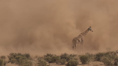 giraffe in a dust storm