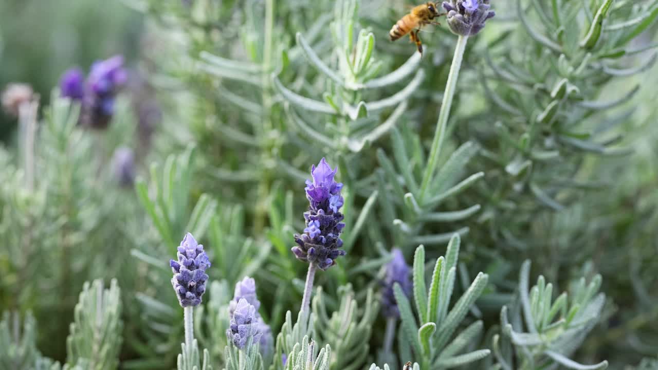 라벤더 꽃에서 을 모으는 벌