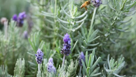 bee collecting nectar from lavender flowers