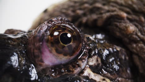 eyeball of a snapping turtle macro close up