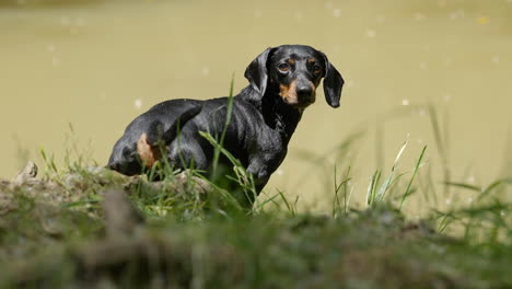 Adorable-Perro-Salchicha-En-Miniatura-Junto-Al-Río,-Mirando-A-La-Cámara