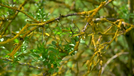 Detail-Von-Ästen-Mit-Und-Ohne-Bemoosten-Blättern,-Sonnig