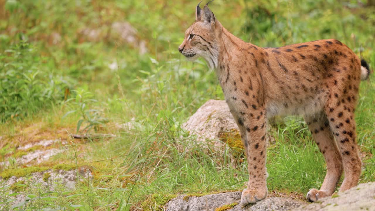 Den eurasiske los (Lynx lynx) i skoven.