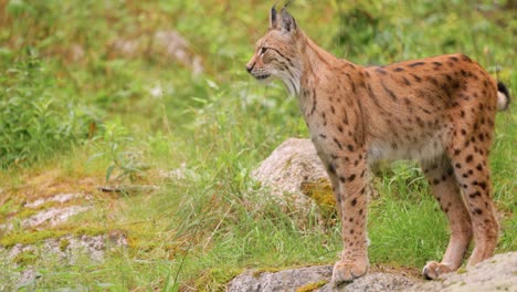 el lince eurasiático (lince lince) en el bosque.