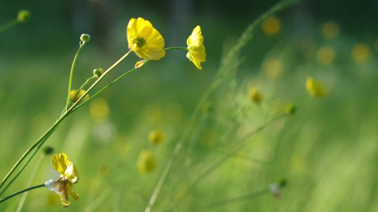Trækker fokus over en mark med blomster.