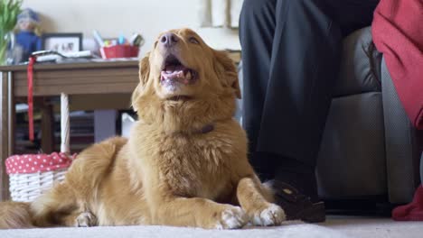 loyal pet dog lying on floor next to owner indoors at home listening to conversations