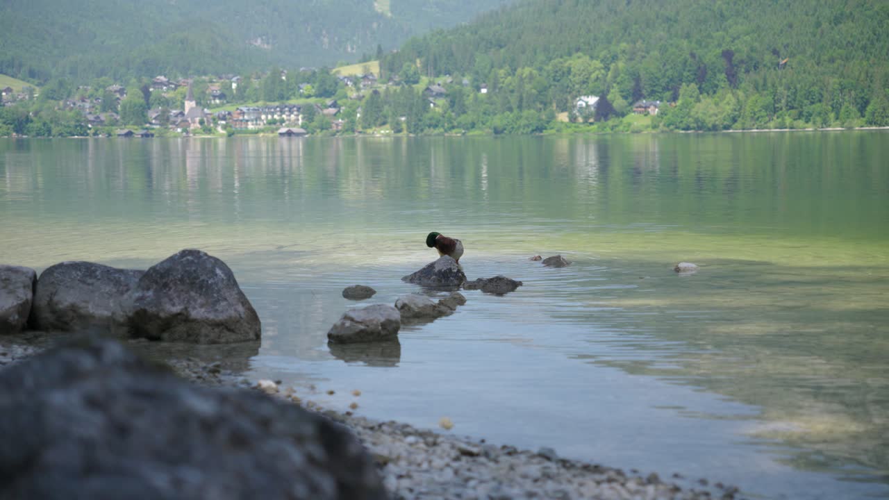 A duck swims in a lake in austria