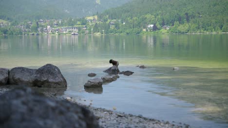 a duck swims in a lake in austria