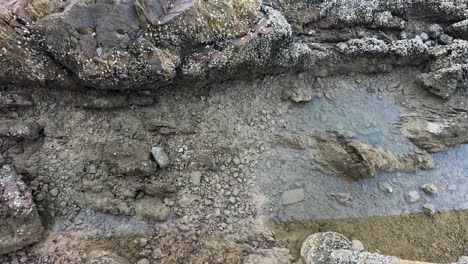 clear tidal water moves across a rocky coastal area with shell fragments, captured in natural daylight with a steady, slightly elevated camera angle