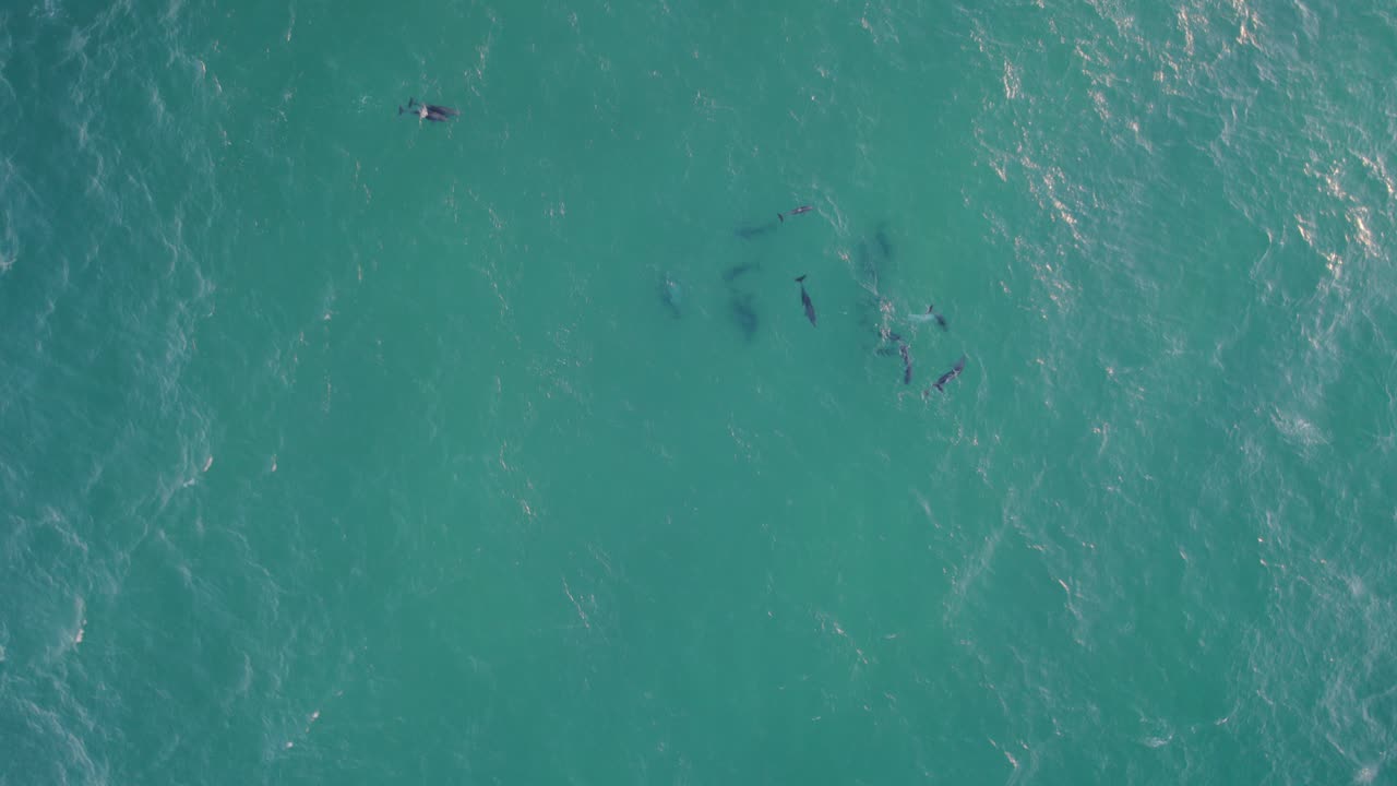 표면 아래에 일반적인 병코 돌고래가 있는 타스만 바다의 잔잔한 푸른 바다