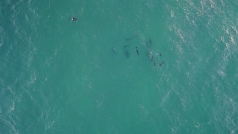 Tranquilas-Aguas-Azules-Del-Mar-De-Tasmania-Con-Delfines-Mulares-Comunes-Bajo-La-Superficie