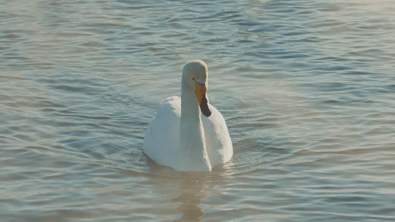 Swan on a lake in the morning mist