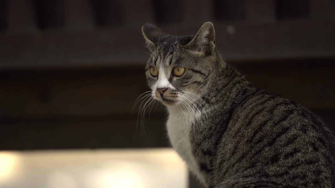 Primo piano di un gatto soriano grigio e bianco con occhi gialli