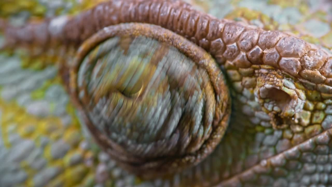 ojo de escaneo del camaleón