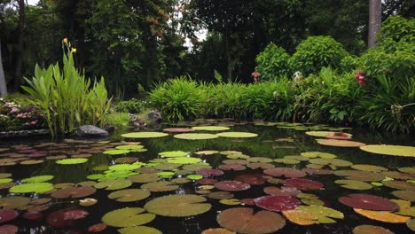 Large-fresh-and-fertile-fish-pond-with-water-lilies-and-flowers-on-the-surface-in-a-beautiful-Thai-garden