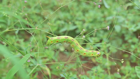 White-lined-Sphinx-Moth-Caterpillar-Perch-On-Tiny-Stems-Of-Wild-Flowers-While-Feeding