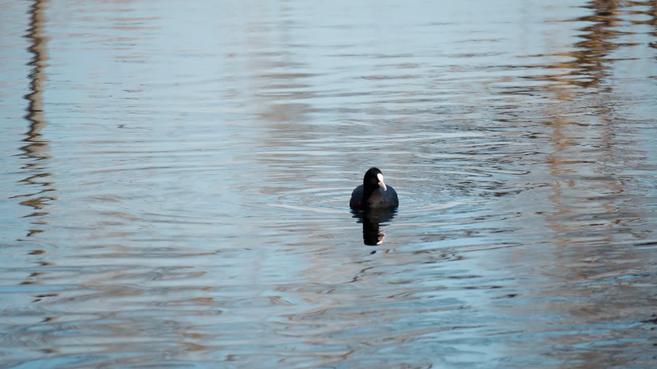 un ave de agua salvaje fulica atra de focha euroasiática alimentándose en la superficie del agua del lago azul - cámara lenta