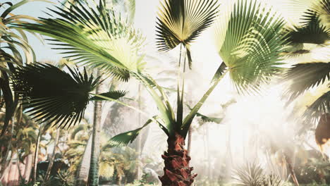 hojas verdes tropicales creativas concepto de primavera de la naturaleza