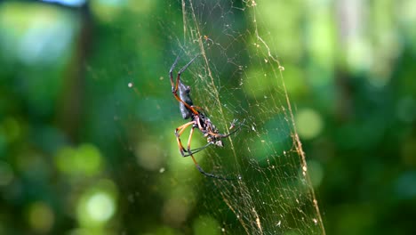 big spider in the jungle in seychelles