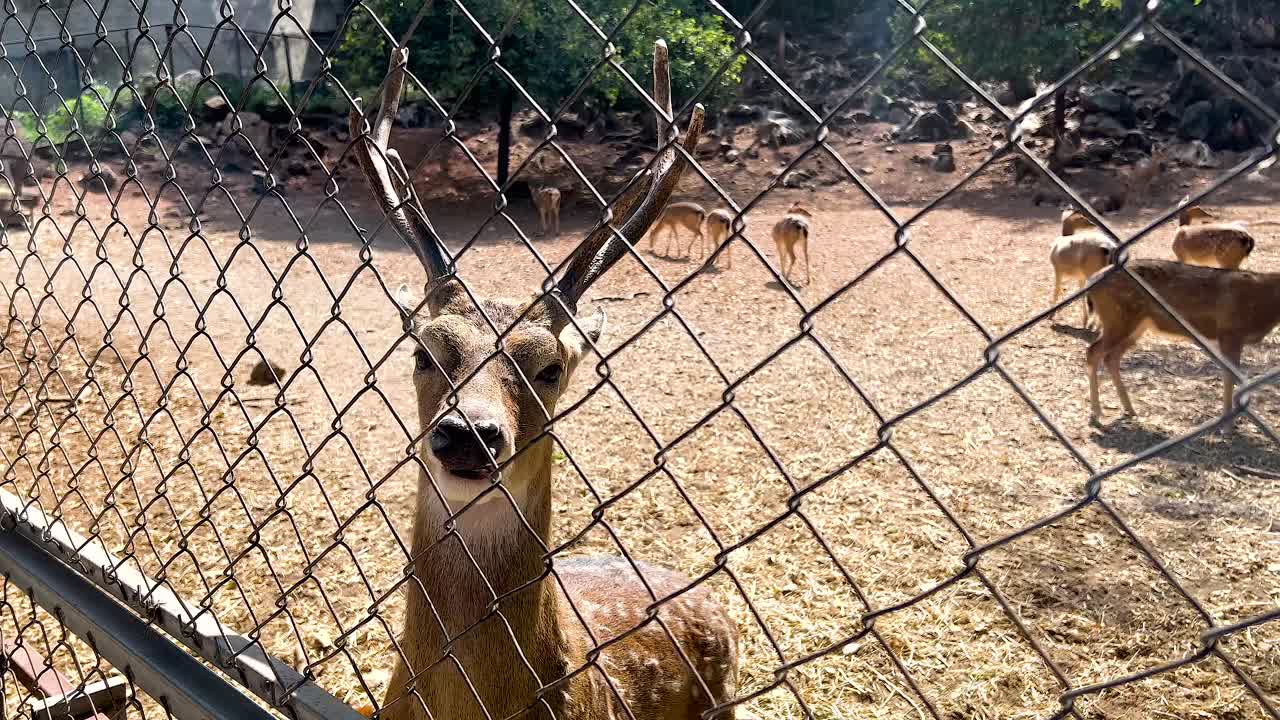 동물원 의 울타리 뒤 에 있는 사