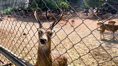 un ciervo detrás de una valla en un zoológico