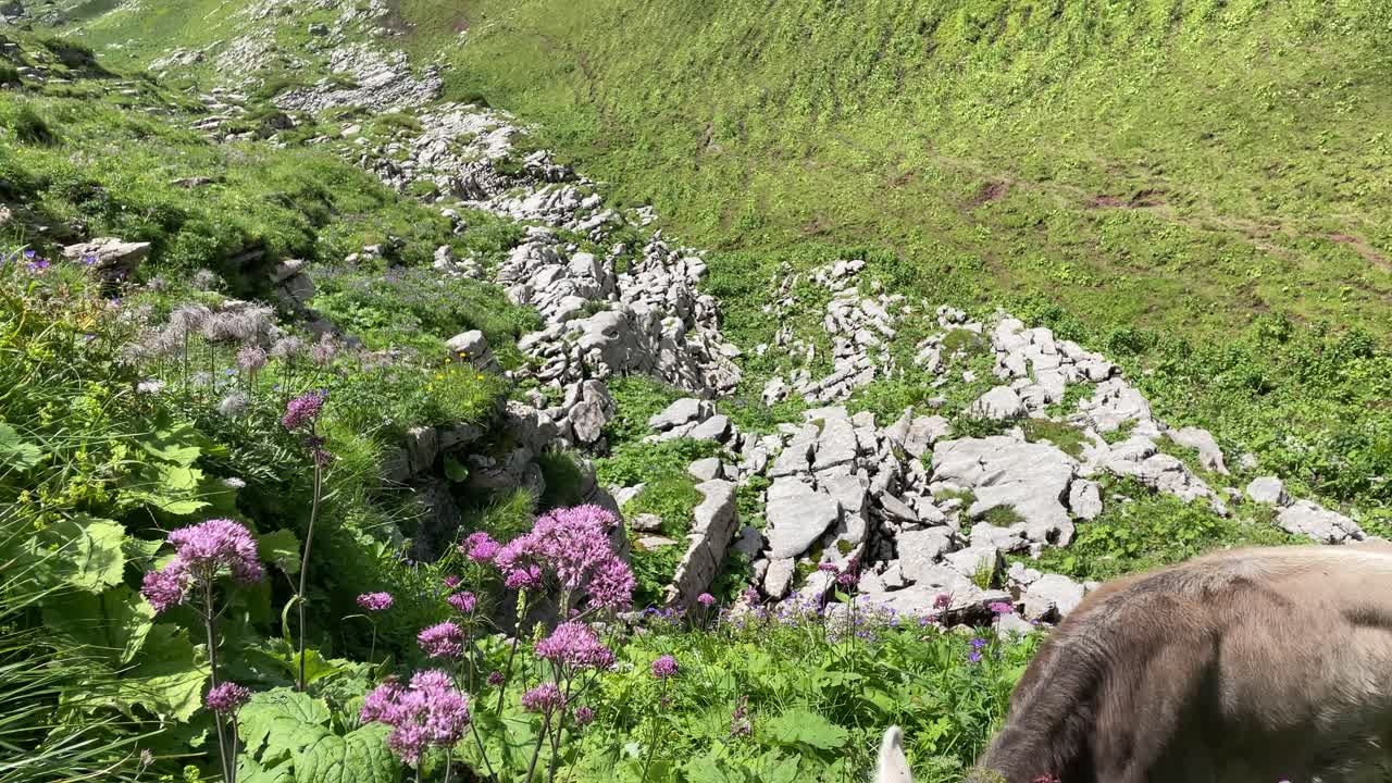 ternero perdido pastando en las flores de los alpes suizos rautispitz