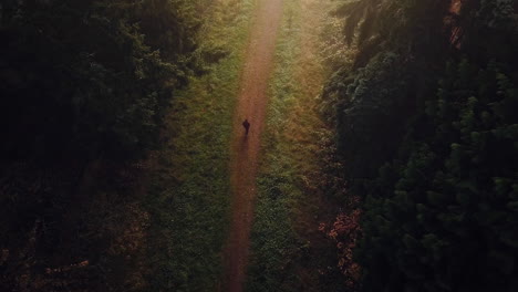 amazing cinematic aerial view of lone woman walking down a dark and gloomy corridor of trees towards a bright light