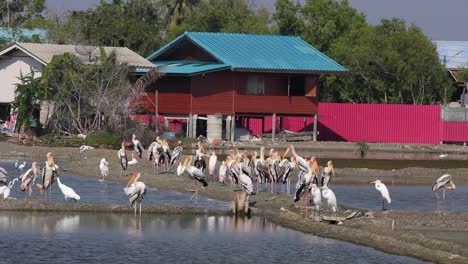 reserva natural 4k com cegonhas pintadas alimentando-se dos lagos salgados rasos de phetchaburi, tailândia