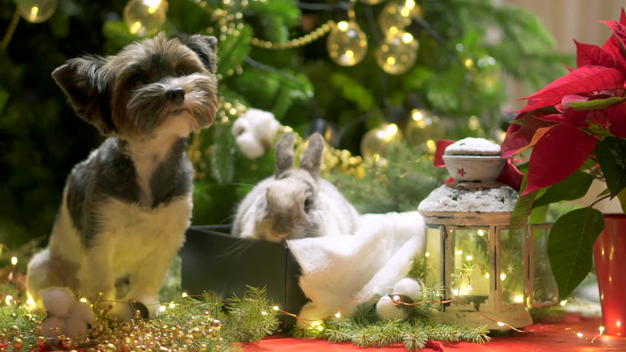 새해 개와 토끼 크리스마스 트리, 비버 테리어, 그랜드 프라산티