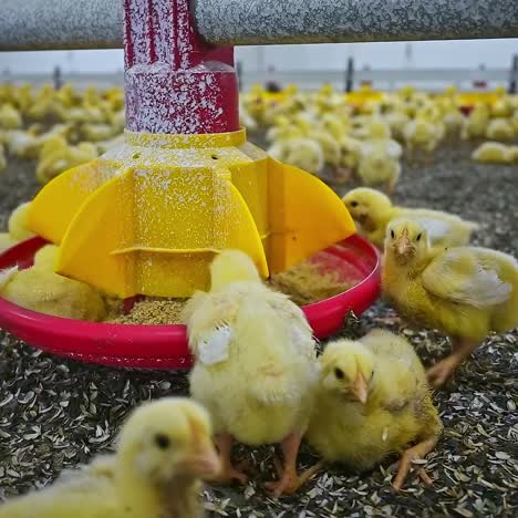 chicken eat in poultry farm. chickens for fattening on modern poultry farm