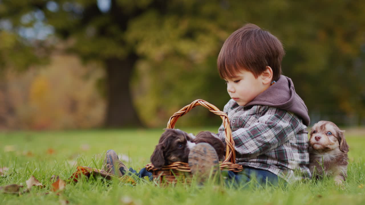 Niño pequeño asiático jugando con cachorros en el parque