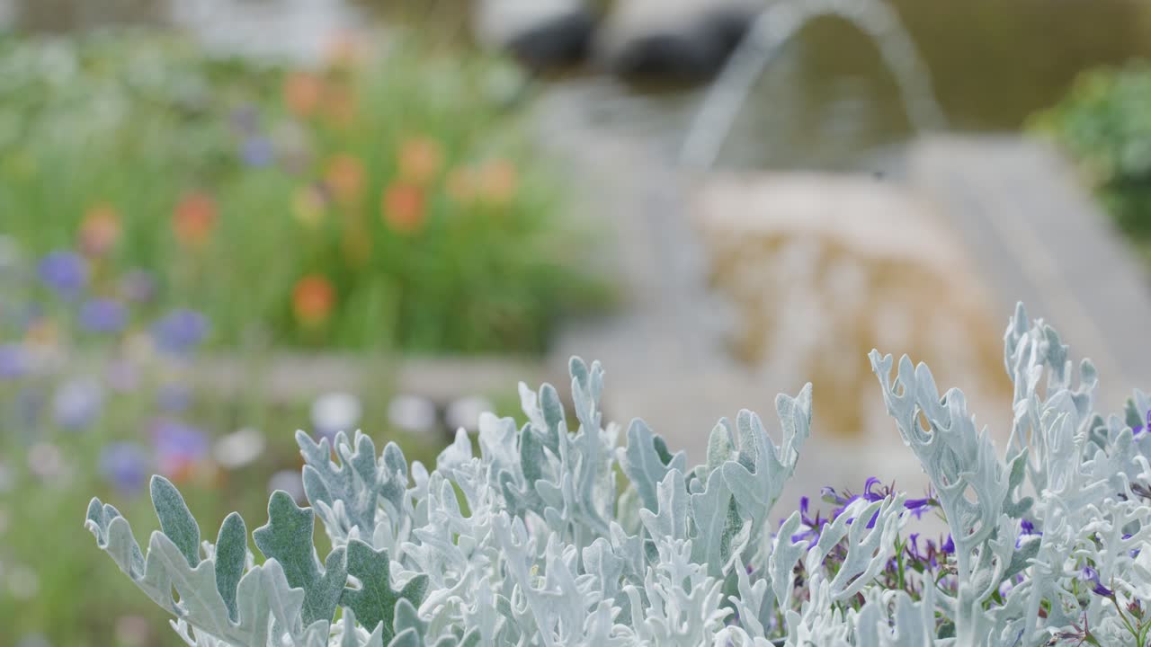 Silvery foliage and small purple flowers in sharp focus, with a blurred garden fountain and colorful flowerbeds behind. Natural daylight, static camera, tranquil mood