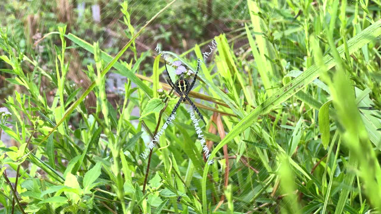 Spider at the center of its web surrounded by wild greenery grass