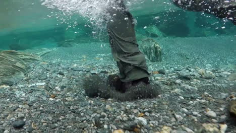 underwater filming of a man that run into the river wearing a waterproof suit and boots