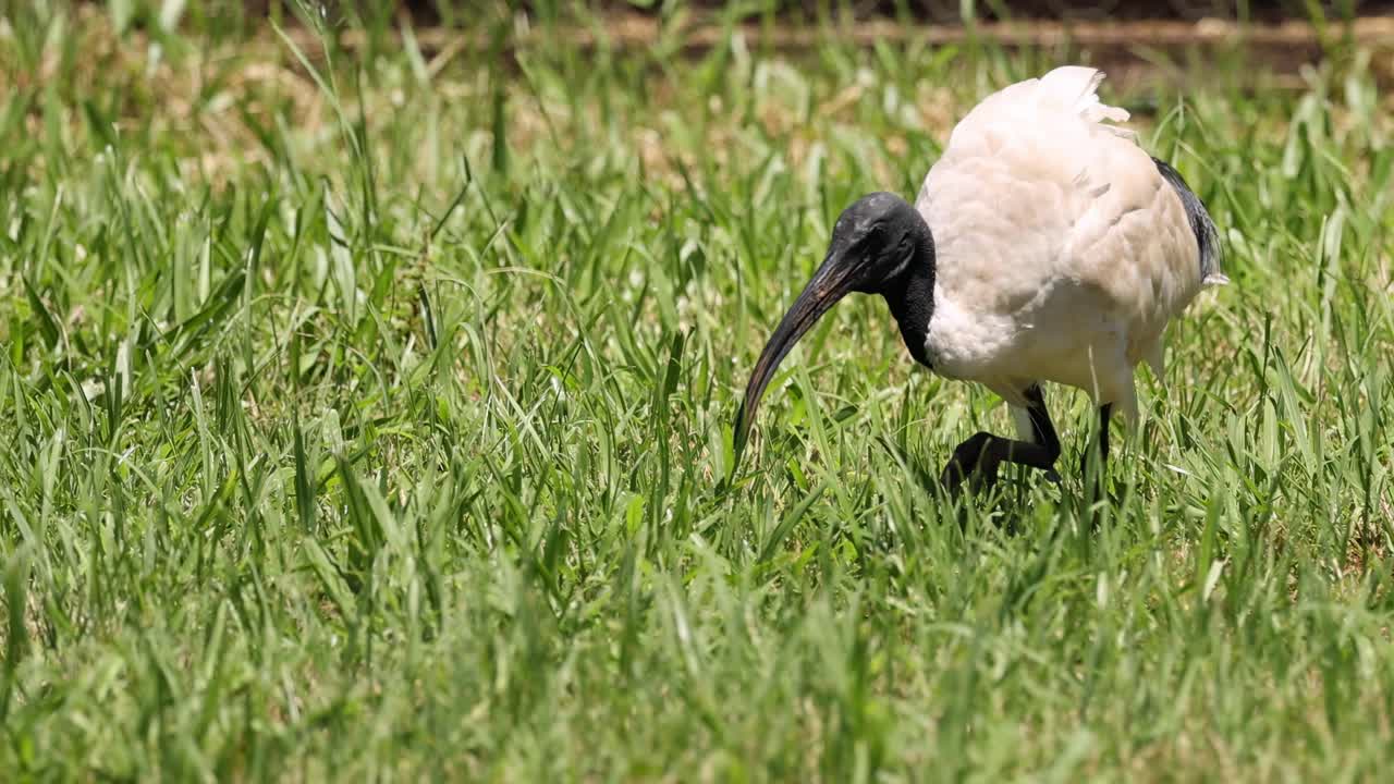 A white ibis is seen foraging and walking through a lush green field, focusing on the ground.