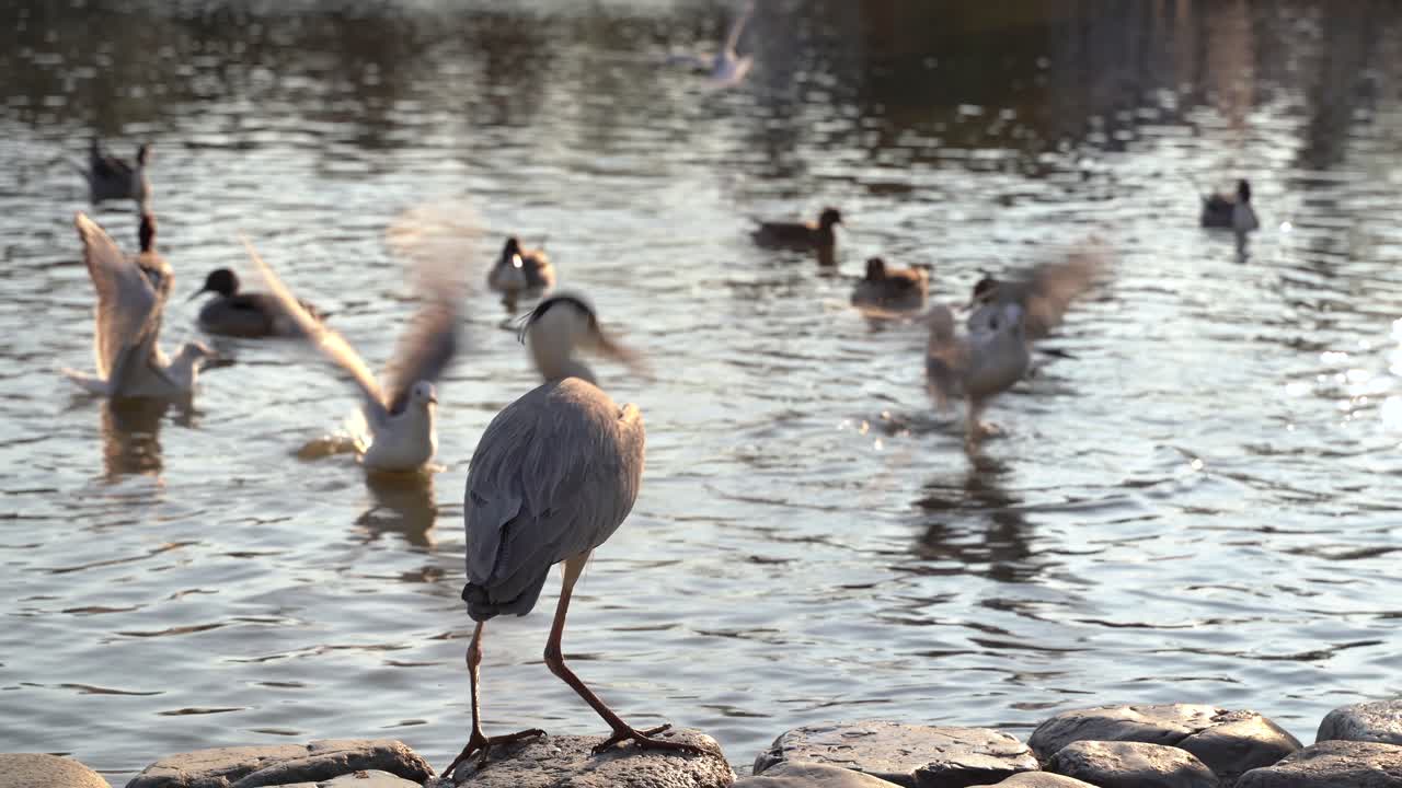Vögel kämpfen an einem sonnigen Tag in Japan um Futter am Wasser – Nahaufnahme