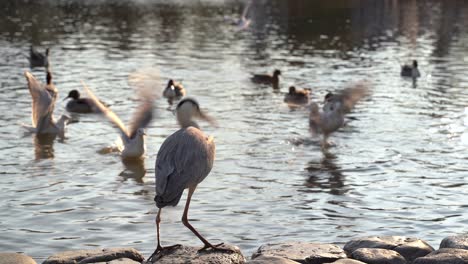 birds fighting for food near water during sunny day in japan - close up shot