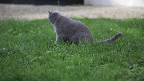 british shorthair blue cat walks on green grass