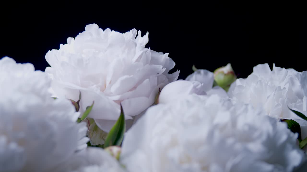 스튜디오 근접 촬영 슬라이딩 회전 디스플레이의 흰색 모란