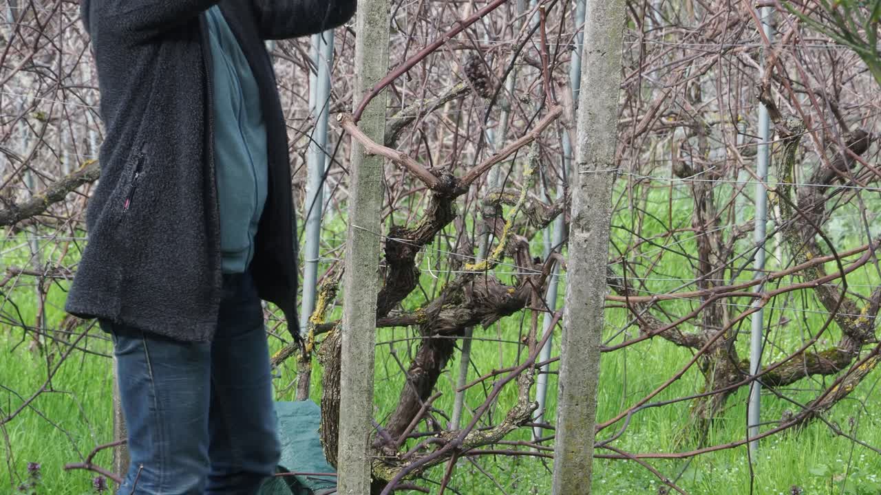 Unrecognizable woman farmer works on dormant grapevines (Vitis vinifera) in a late winter organic vineyard, woody leafless plants are supported by a trellis system over free grass growth,
real time