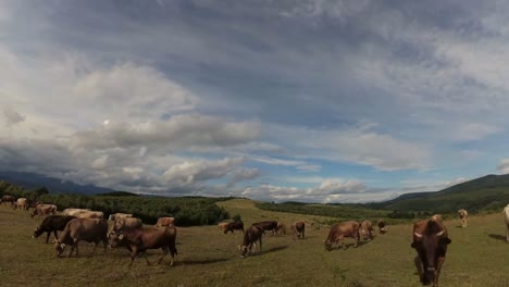 summer carpathians