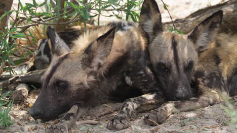 cape hunting dogs resting in the wild game reserve in east africa