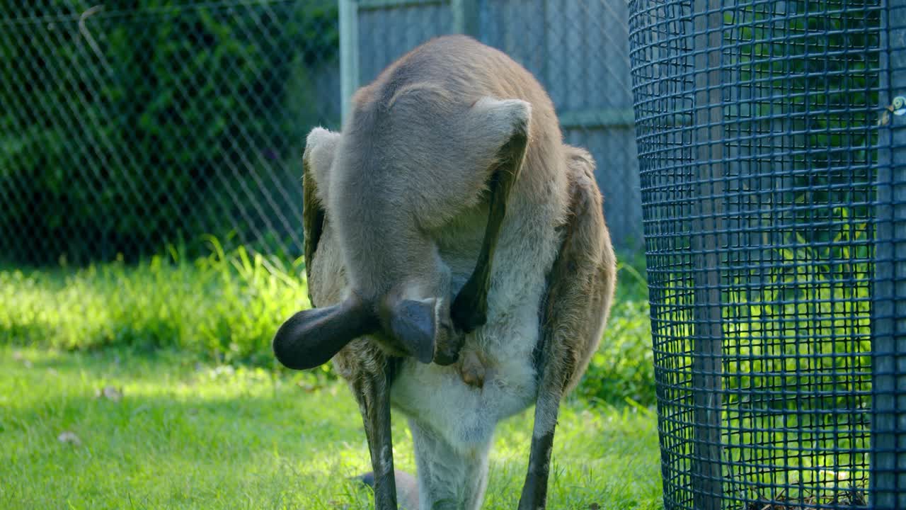 Red Kangaroo Sniffing And Cleaning Itself, REAL TIME