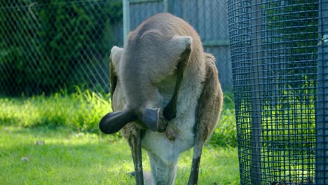 red kangaroo sniffing and cleaning itself, real time